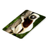 Sifaka Lemur im madagassischen Wald Magnet (Linke Seite)