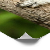 Sifaka Lemur im madagassischen Wald Poster (Ecke)
