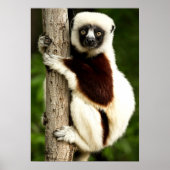 Sifaka Lemur im madagassischen Wald Poster (Vorne)