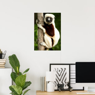 Sifaka Lemur im madagassischen Wald Poster