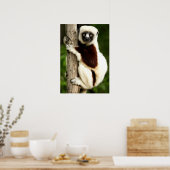 Sifaka Lemur im madagassischen Wald Poster (Küche)