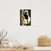 Sifaka Lemur im madagassischen Wald Poster (Küche)