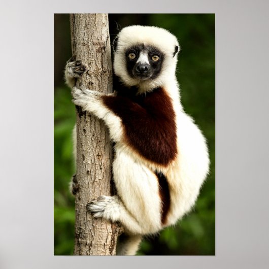 Sifaka Lemur im madagassischen Wald Poster (Vorne)