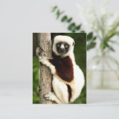 Sifaka Lemur im Wald von Madagaskar Postkarte (Stehend Vorderseite)