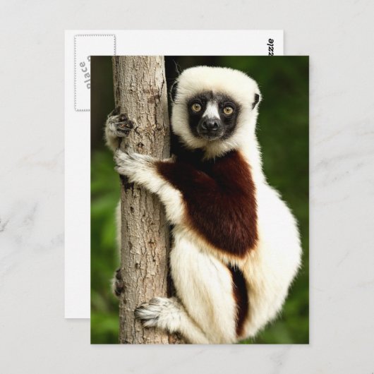 Sifaka Lemur im Wald von Madagaskar Postkarte (Vorne/Hinten)
