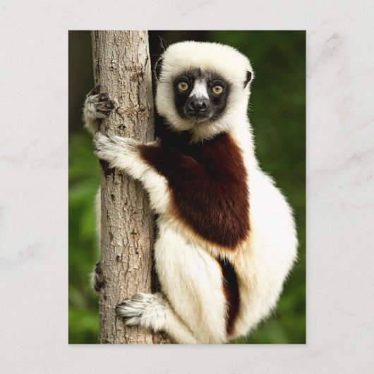 Sifaka Lemur im Wald von Madagaskar Postkarte (Vorderseite)