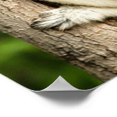 Sifaka Lemur in Madagascar Forest Poster (Ecke)