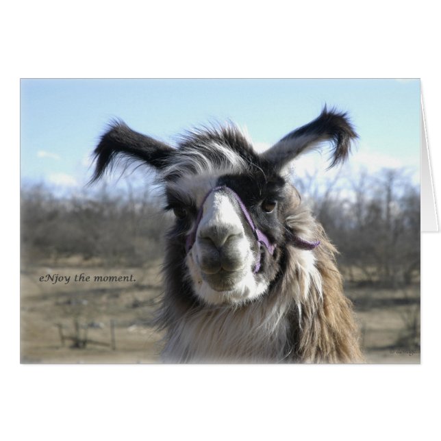 sigh_llama_njoy_D1477 (Vorderseite (Horizontal))