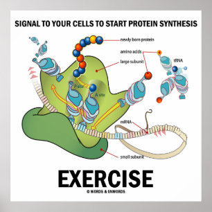 Signal für die Einleitung einer Proteinsynthese Poster