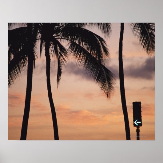 Signal und Palm Tree Poster (Vorne)