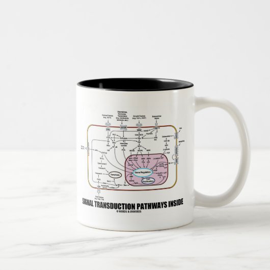 Signaltransductions-Bahn-Innere (Zellbiologie) Zweifarbige Tasse (Rechts)