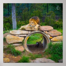Signature Lion Poster