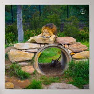 Signature Lion Poster