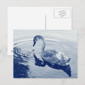 Signet Swan - Digital Cyanotype Postkarte (Vorne/Hinten)