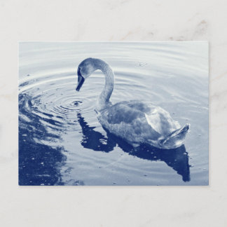 Signet Swan - Digital Cyanotype Postkarte