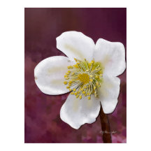 Signierter High-Poly-Winterrosen-Kunstdruck