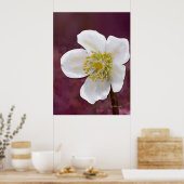 Signierter High-Poly-Winterrosen-Kunstdruck Poster (Küche)