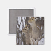 Sika Deer Doe and Young, Hokkaido, Japan Magnet (Vorderseite/Rückseite)