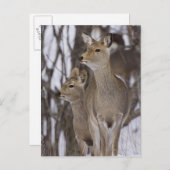 Sika Deer Doe & Young | Hokkaidō, Japan Postkarte (Vorne/Hinten)