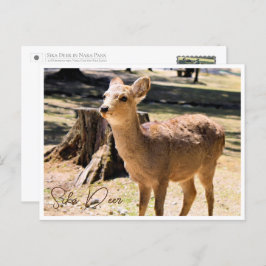 Sika Deer in Nara Park ポストカード Postkarte