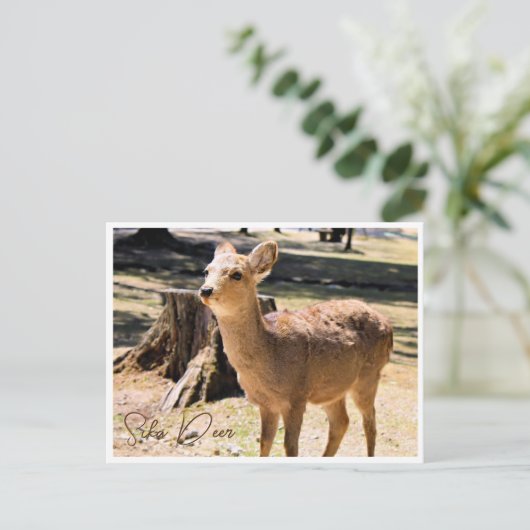 Sika Deer in Nara Park ポストカード Postkarte (Stehend Vorderseite)