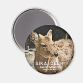 Sika Deer Magnet (Vorderseite/Rückseite)