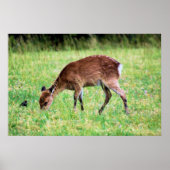 Sika Deer Poster (Vorne)