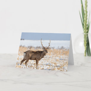 Sika-Hirsch in einem schneebedeckten Feld   Japan Karte