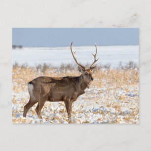 Sika-Hirsch in einem schneebedeckten Feld   Japan Postkarte