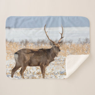 Sika-Hirsch in einem schneebedeckten Feld Japan Sherpadecke