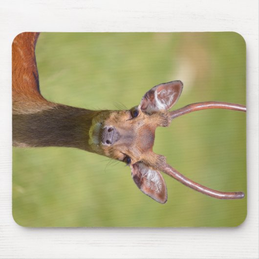 Sika-Hirsch Mousepad (Vorne)