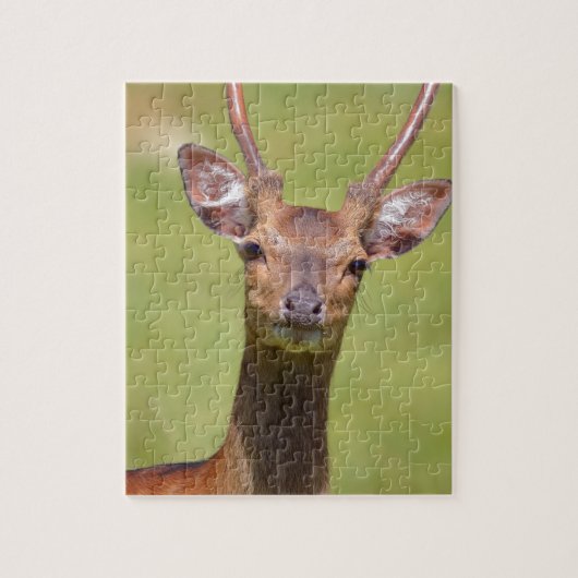 Sika-Hirsch Puzzle (Vertikal)