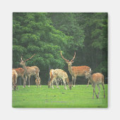 Sika Hirsche stehend in einem Clearing Magnet (Vorne)