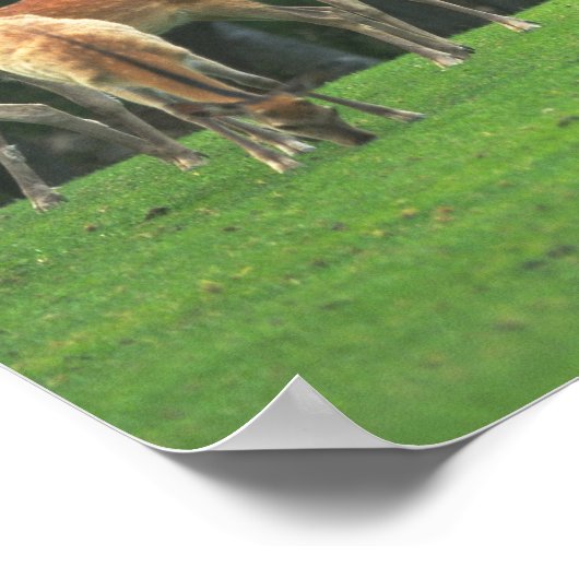 Sika Hirsche stehend in einem Clearing Poster (Ecke)