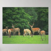 Sika Hirsche stehend in einem Clearing Poster (Vorne)