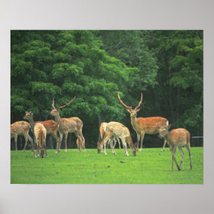 Sika Hirsche stehend in einem Clearing Poster
