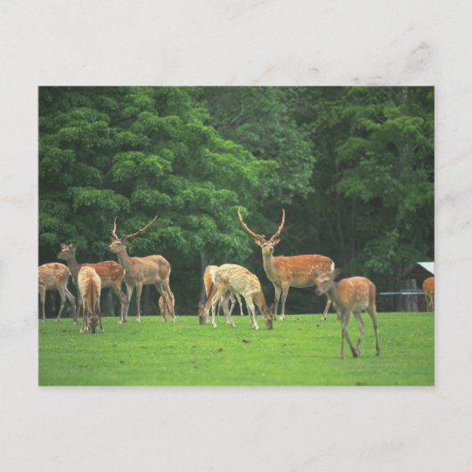 Sika Hirsche stehend in einem Clearing Postkarte (Vorderseite)