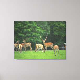 Sika Rotwild stehend in einer Reinigung Leinwanddruck