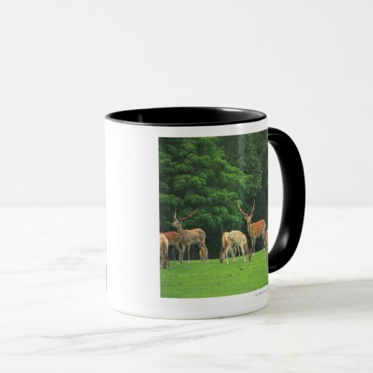 Sika Rotwild stehend in einer Reinigung Tasse (VorderseiteRechts)