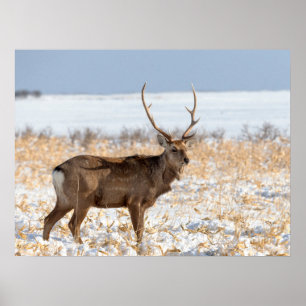 Sika Stag auf einem schneebedeckten Feld   Japan Poster