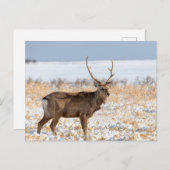 Sika Stag auf einem schneebedeckten Feld | Japan Postkarte (Vorne/Hinten)