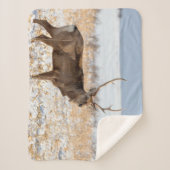 Sika Stag auf einem schneebedeckten Feld | Japan Sherpadecke (Vorderseite)