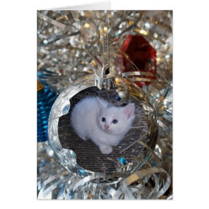 Silber Bulb Full Frame