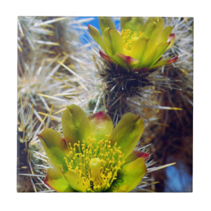 Silber Cholla Kaktus Wildblumen Fliese