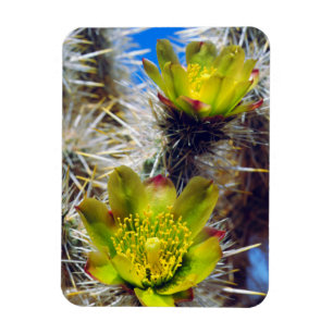Silber Cholla Kaktus Wildblumen Magnet