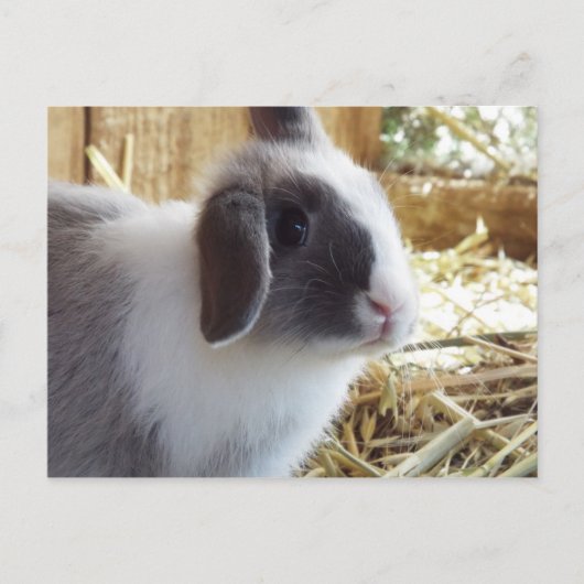 Silber Postkarte (Vorderseite)