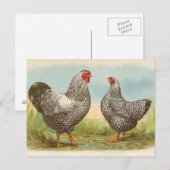 Silber-schwarze Wyandotten Postkarte (Vorne/Hinten)