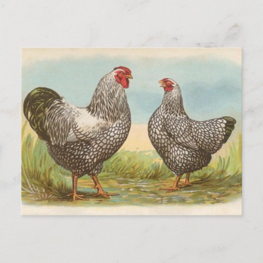 Silber-schwarze Wyandotten Postkarte (Vorderseite)