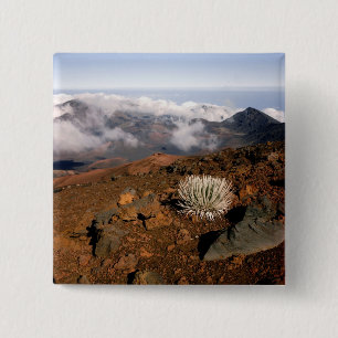 Silber-Schwertlilie am Rand des Haleakala-Kraters  Button
