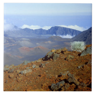 Silber-Schwertlilie am Rand des Haleakala-Kraters Fliese